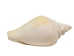 White Dog Conch Shells 2"-2.5" (gallon) - 2HS-3218W-GA (Y3K)