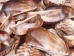 Turkey Wing Shells 2"-2.5" (gallon)  - 2HS-3222-GA (Y3K)