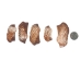 Turkey Wing Shells 2"-2.5" (gallon)  - 2HS-3222-GA (Y3K)