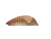 Turkey Wing Shells 2"-2.5" (gallon)  - 2HS-3222-GA (Y3K)