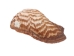Turkey Wing Shells 2"-2.5" (gallon)  - 2HS-3222-GA (Y3K)
