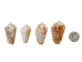 Strawberry Strombus Shells 2"-2.5" (gallon)   - 2HS-3223-GA (Y3K)