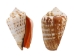Strawberry Strombus Shells 2"-2.5" (gallon)   - 2HS-3223-GA (Y3K)
