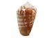 Strawberry Strombus Shells 2"-2.5" (gallon)   - 2HS-3223-GA (Y3K)
