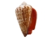 Strawberry Strombus Shells 2"-2.5" (gallon)   - 2HS-3223-GA (Y3K)
