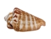 Strawberry Strombus Shells 2"-2.5" (gallon)   - 2HS-3223-GA (Y3K)