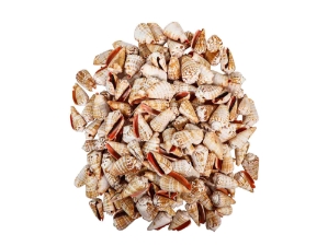 Strawberry Strombus Shells 2"-2.5" (gallon)   