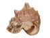 Hawk Wing Conch Shells 2.5"-3" (gallon)   - 2HS-3228-GA (Y3K)