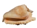 Hawk Wing Conch Shells 2.5"-3" (gallon)   - 2HS-3228-GA (Y3K)