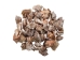 Hawk Wing Conch Shells 2.5"-3" (gallon)   - 2HS-3228-GA (Y3K)