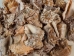 Hawk Wing Conch Shells 2.5"-3" (gallon)   - 2HS-3228-GA (Y3K)