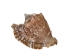 Hawk Wing Conch Shells 2.5"-3" (gallon)   - 2HS-3228-GA (Y3K)