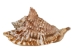 Hawk Wing Conch Shells 2.5"-3" (gallon)   - 2HS-3228-GA (Y3K)