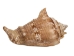 Hawk Wing Conch Shells 2.5"-3" (gallon)   - 2HS-3228-GA (Y3K)