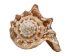 Hawk Wing Conch Shells 2.5"-3" (gallon)   - 2HS-3228-GA (Y3K)