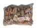 Hawk Wing Conch Shells 2.5"-3" (gallon)   - 2HS-3228-GA (Y3K)