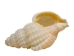 Nassa Recticulata Shells 0.625"-1" (1 kg or 2.2 lbs)   - 2HS-3246K-KG (Y3K)