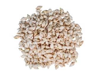 Nassa Recticulata Shells 0.625"-1" (1 kg or 2.2 lbs)   