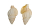 Nassa Recticulata Shells 0.625"-1" (1 kg or 2.2 lbs)   - 2HS-3246K-KG (Y3K)