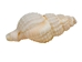 Nassa Recticulata Shells 0.625"-1" (1 kg or 2.2 lbs)   - 2HS-3246K-KG (Y3K)