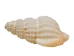 Nassa Recticulata Shells 0.625"-1" (1 kg or 2.2 lbs)   - 2HS-3246K-KG (Y3K)