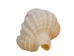 Nassa Recticulata Shells 0.625"-1" (1 kg or 2.2 lbs)   - 2HS-3246K-KG (Y3K)