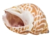 Babylonia Spirata Shells 1.5"-2" (gallon) - 2HS-3253-GA (Y3K)