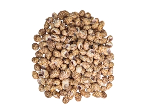 Babylonia Spirata Shells 1.5"-2" (gallon) 