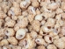 Babylonia Spirata Shells 1.5"-2" (gallon) - 2HS-3253-GA (Y3K)