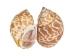 Babylonia Spirata Shells 1.5"-2" (gallon) - 2HS-3253-GA (Y3K)