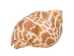 Babylonia Spirata Shells 1.5"-2" (gallon) - 2HS-3253-GA (Y3K)