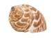 Babylonia Spirata Shells 1.5"-2" (gallon) - 2HS-3253-GA (Y3K)