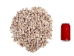 Babylonia Aerolata Shells 1"-2" (1 kg or 2.2 lbs)   - 2HS-325401K-KG (Y3K)