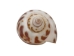 Babylonia Aerolata Shells 1"-2" (1 kg or 2.2 lbs)   - 2HS-325401K-KG (Y3K)