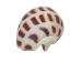 Babylonia Aerolata Shells 1"-2" (1 kg or 2.2 lbs)   - 2HS-325401K-KG (Y3K)