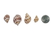 Babylonia Aerolata Shells 1"-2" (1 kg or 2.2 lbs)   - 2HS-325401K-KG (Y3K)