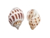 Babylonia Aerolata Shells 1"-2" (1 kg or 2.2 lbs)   - 2HS-325401K-KG (Y3K)