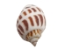Babylonia Aerolata Shells 1"-2" (1 kg or 2.2 lbs)   - 2HS-325401K-KG (Y3K)