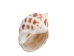 Babylonia Aerolata Shells 1"-2" (1 kg or 2.2 lbs)   - 2HS-325401K-KG (Y3K)