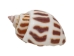 Babylonia Aerolata Shells 1"-2" (1 kg or 2.2 lbs)   - 2HS-325401K-KG (Y3K)