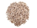 Babylonia Aerolata Shells 1"-2" (1 kg or 2.2 lbs)   - 2HS-325401K-KG (Y3K)