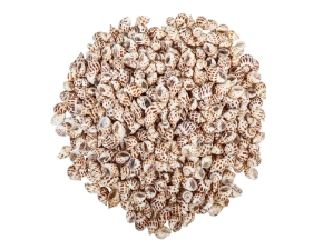 Babylonia Aerolata Shells 1"-2" (1 kg or 2.2 lbs)   