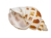 Babylonia Aerolata Shells 0.50"-0.75" (1 kg or 2.2 lbs)   - 2HS-3254K-KG (Y3KRU)