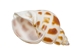 Babylonia Aerolata Shells 0.50"-0.75" (1 kg or 2.2 lbs)   - 2HS-3254K-KG (Y3K)