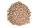 Babylonia Aerolata Shells 0.50"-0.75" (1 kg or 2.2 lbs)   - 2HS-3254K-KG (Y3KRU)