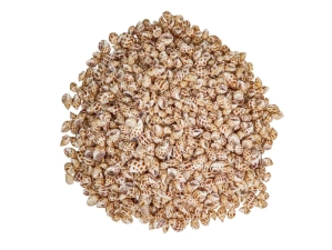 Babylonia Aerolata Shells 0.50"-0.75" (1 kg or 2.2 lbs)   