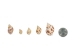 Babylonia Aerolata Shells 0.50"-0.75" (1 kg or 2.2 lbs)   - 2HS-3254K-KG (Y3KRU)