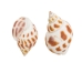 Babylonia Aerolata Shells 0.50"-0.75" (1 kg or 2.2 lbs)   - 2HS-3254K-KG (Y3KRU)