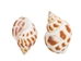 Babylonia Aerolata Shells 0.50"-0.75" (1 kg or 2.2 lbs)   - 2HS-3254K-KG (Y3K)