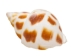 Babylonia Aerolata Shells 0.50"-0.75" (1 kg or 2.2 lbs)   - 2HS-3254K-KG (Y3KRU)